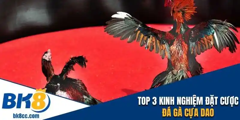 Top 3 kinh nghiệm đặt cược đá gà cựa dao bk8